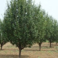 10公分八棱海棠樹(shù)