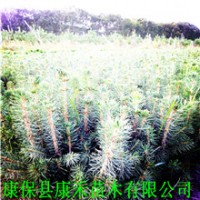 常年供應(yīng) 各種規(guī)格 樟子松、云杉樹苗