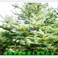 行道樹 園林綠化用 3-3.5米 沙地云杉 樹冠圓潤 樹形美觀