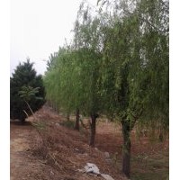 供應(yīng)15-20公分的垂柳