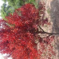 河北白蠟基地——要想富多栽白蠟樹