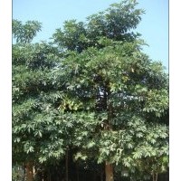 大量供應(yīng)各種規(guī)格：廣玉蘭 ，盆架子，小葉欖仁香樟， 鐵刀木，