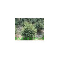 60-80公分 移植云杉小樹苗 抗旱抗風(fēng)寒 成活率極高