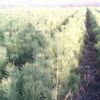 大量出售樟子松苗70公分--100公分