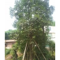 重陽(yáng)木 三葉樹 供應(yīng)