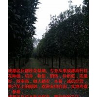 四川優(yōu)質(zhì)的高桿桂花供應(yīng)