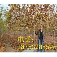 4公分法桐|山東法桐基地