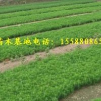 提供50公分油松60公分油松苗