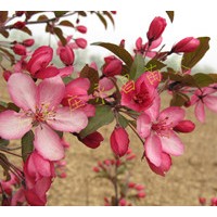 供應新品種北美海棠——皇家雨點、紫色王子等