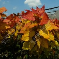 金紅楊，中華紅霞楊，全紅楊，中紅楊，紅葉楊，綠化彩化