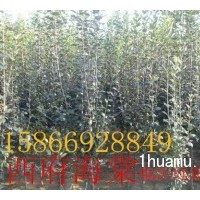 西府海棠，冬紅海棠，紅麗海棠，垂絲海棠