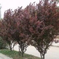 紫葉矮櫻_紅葉、紫葉矮櫻價格_紅葉、紫葉矮櫻批發(fā)