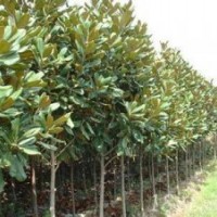 廣玉蘭_廣玉蘭價格