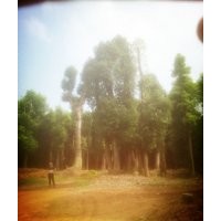 供應(yīng)20-80公分移栽骨架香樟