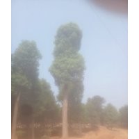 45公分香樟樹，45公分骨架移植香樟價(jià)格