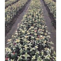 提供大量珍珠五彩桂，速生紅丹桂等苗木