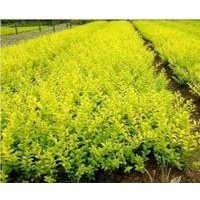 買綠化苗木石家莊佳霖苗木基地