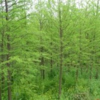 10公分水杉價格15公分水杉價格20公分水杉價格