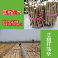 供應(yīng)江蘇南京2公分速生法桐小苗造型法桐最新技術(shù)培訓(xùn)