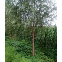 長期出售各種喬木，灌木銀中楊,章子松,云山