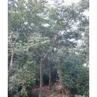 合歡白蠟苗木供應(yīng)