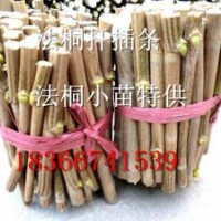 大量供應(yīng)河北廊坊優(yōu)質(zhì)法桐扦插棒|法桐扦插條價(jià)格