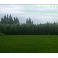 美國竹柳2公分價格