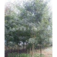 江西雞爪槭苗|江西紅楓苗|江西青楓苗