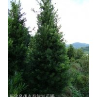 3公分羅漢松價格35元，5公分羅漢松價格75元，7公分羅漢松價格230