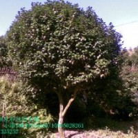 十八學(xué)士茶花樹苗價格1.2元，1米高茶花價格45元，大茶花價格2000