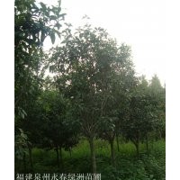 3公分桂花價格45元，5公分桂花價格120元，8公分桂花價格600元