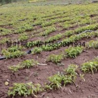 一年生籽播1-2米高復(fù)葉槭苗江蘇境內(nèi)復(fù)葉槭苗種植基地