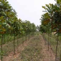 河南新鄉(xiāng)萬(wàn)匯實(shí)業(yè)供應(yīng)桂花 廣玉蘭