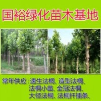 供應15公分4米裸根定桿法桐山東濟寧價格