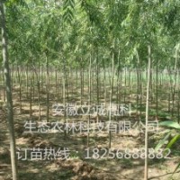 竹柳3號(hào)，美國(guó)竹柳，快繁苗，，竹柳扦插苗