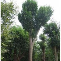 榔榆銷售優(yōu)質(zhì)榔榆銷售基地價(jià)格