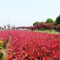 晴虹苗木基地大量供應(yīng)紅葉石楠容器苗