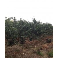 現(xiàn)貨大量供應(yīng)櫻花樹、櫻花樹苗