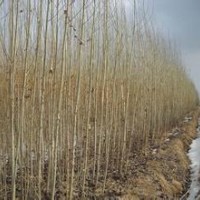 意楊價(jià)格南京意楊銷售中心