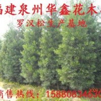 羅漢松、塔型羅漢松