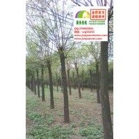 13、14、15公分二年帽國槐