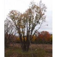 供應(yīng)蒙古櫟叢生