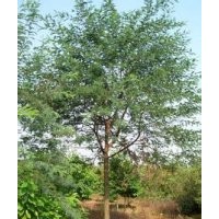 重陽(yáng)木基地南京重陽(yáng)木產(chǎn)地直銷