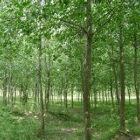 意楊價格10公分優(yōu)質意楊報價