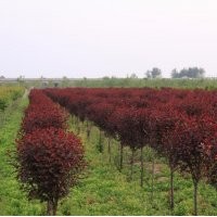 批發(fā)紅葉李小苗 根系發(fā)達(dá) 綠化苗木 現(xiàn)貨直銷