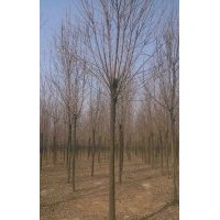 濱州苗木山東白蠟,綠化白蠟,濱州白蠟