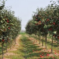 出售山茶花（不是茶梅哦）