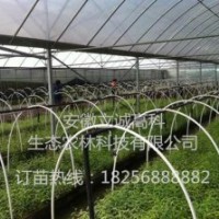 美國竹柳，快繁苗，渤海3號，竹柳扦插