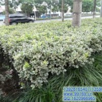 供應(yīng)：金葉黃楊