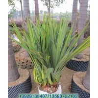 供應(yīng)：紅刺林投